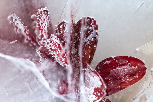 In de Omarming van IJs