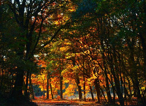 Herfstbos Havelteberg