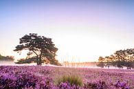 Bloeiende hei tijdens zonsopgang in de zomer van Sjoerd van der Wal Fotografie thumbnail