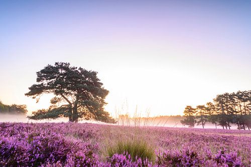 Bloeiende hei tijdens zonsopgang in de zomer