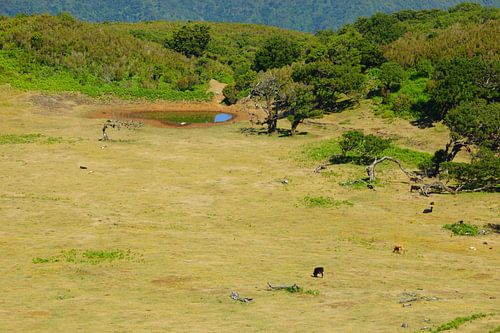 Landschap op Madeira