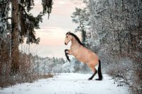 Rearing horse in the snowy landscape