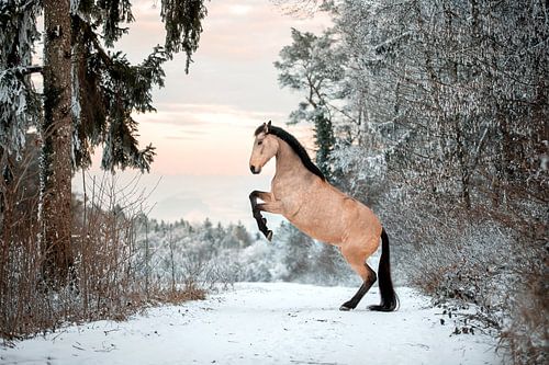 Steigerend paard in het besneeuwde landschap van Madinja Groenenberg
