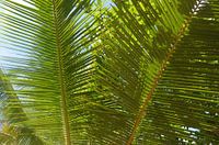 Groene palmbladeren op een zonnig strand