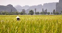 Vietnam Reis von Graham Forrester Miniaturansicht