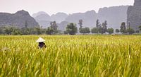 Vietnam Rice
