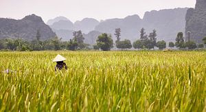 Vietnam Rice by Graham Forrester