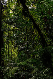 Costa Rica – where nature, adventure and pure beauty come together by Patrick Fotografeert