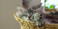 Schlafendes Katzenjunges/ Entspanntes Katzenbaby
