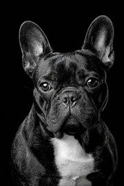 Studio-Porträt einer Französischen Bulldogge von Matthias Hauser