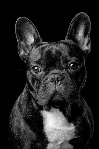 French Bulldog Studio Portrait