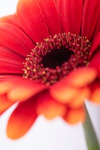 Een rode Gerbera van Marjolijn van den Berg