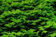 Weelderige Muur met Groen Ivy Natuurlijk Patroon van Andreea Eva Herczegh thumbnail