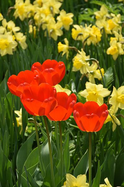 The first flowers in spring by Claude Laprise