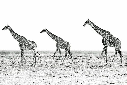 Giraffen in Namibia