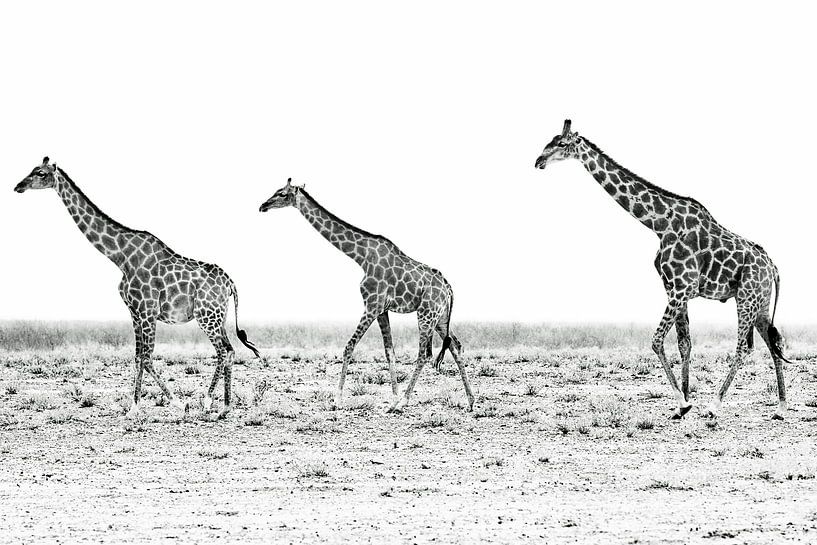 Giraffen in Namibia by Britta Kärcher