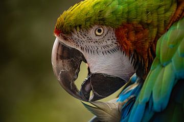 Foto van een kleurrijke papegaai van Danique Gohl