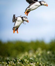 Puffin landing by Tom Zwerver
