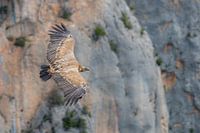 Vale Gier zwevend door de gorges