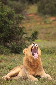 Yawning lion shows its teeth by Bobsphotography
