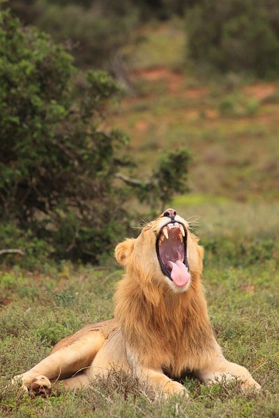 Un lion qui bâille montre les dents par Bobsphotography