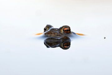 Common Toad ( Bufo bufo ) male adult while breeding season, floating on white water surface waiting  van wunderbare Erde