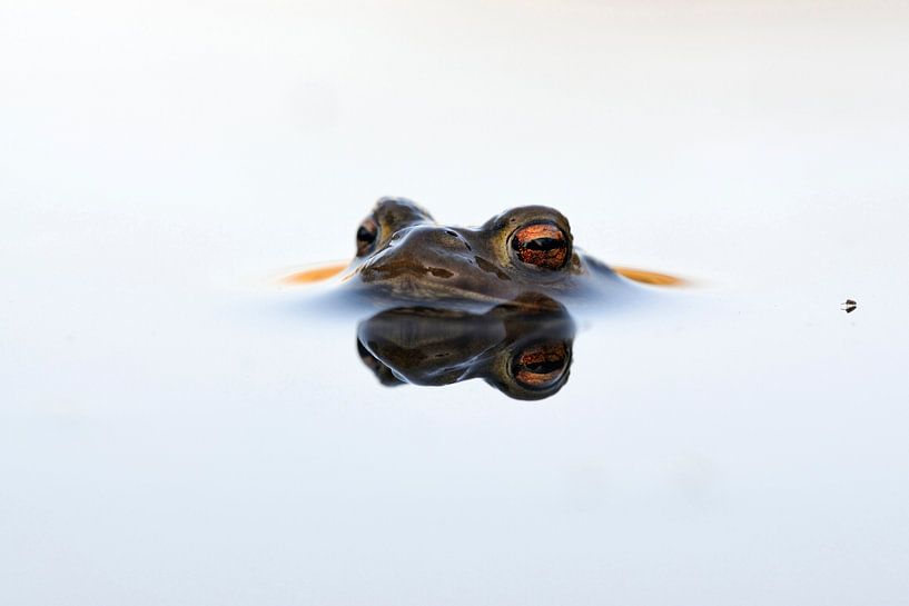 Erdkröte ( Bufo bufo ) während der Laichzeit, Männchen wartet in spiegelglattem Wasser auf ein Weibc par wunderbare Erde