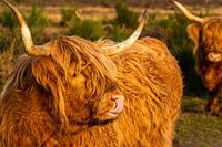 Schottischer Highlander mit Zunge in der Nase