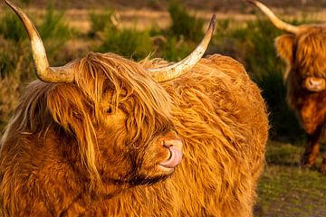 Schotse hooglander met tong in de neus van Ramon Van Gelder