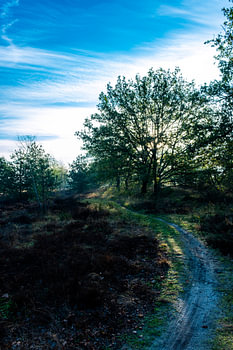 Sentier forestier baigné d'une douce lumière d'automne