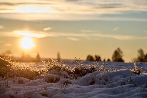 Wintermorgen im Detail von Steven Massart