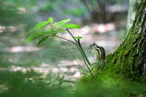 Sibirisches Erdhörnchen von Melissa Goedbloed