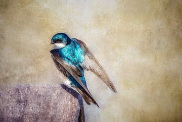 Barn swallow van Gitta Reiszner