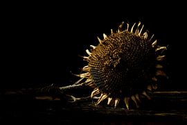 Sonnenblume von Ton Dopping