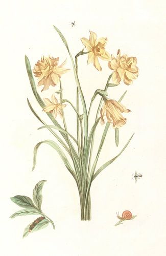 Vijf narcissen van anonymous, 1688 - 1698