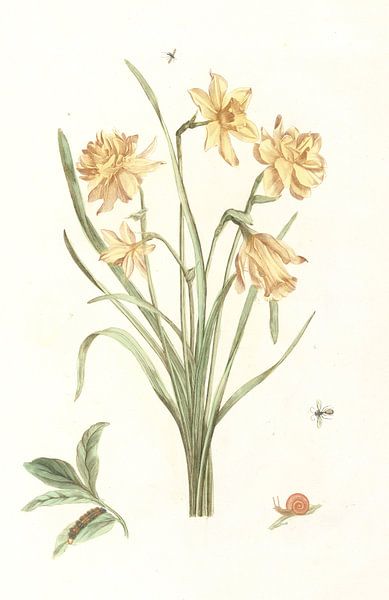 Vijf narcissen van anonymous, 1688 - 1698 van Gave Meesters