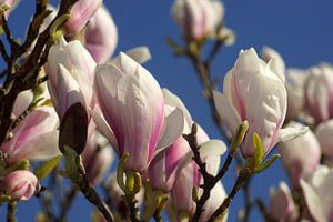 Magnolia van Gerda Venema