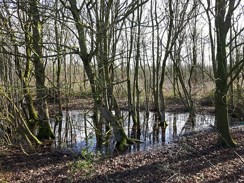 Stilleven in het bos bij de Noorderplassen