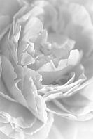 Peony in shades of grey