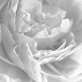 Peony in shades of grey by Laura Wubben