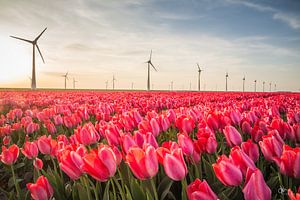 Tulpenveld in de Noordoostpolder van Dirk Foto