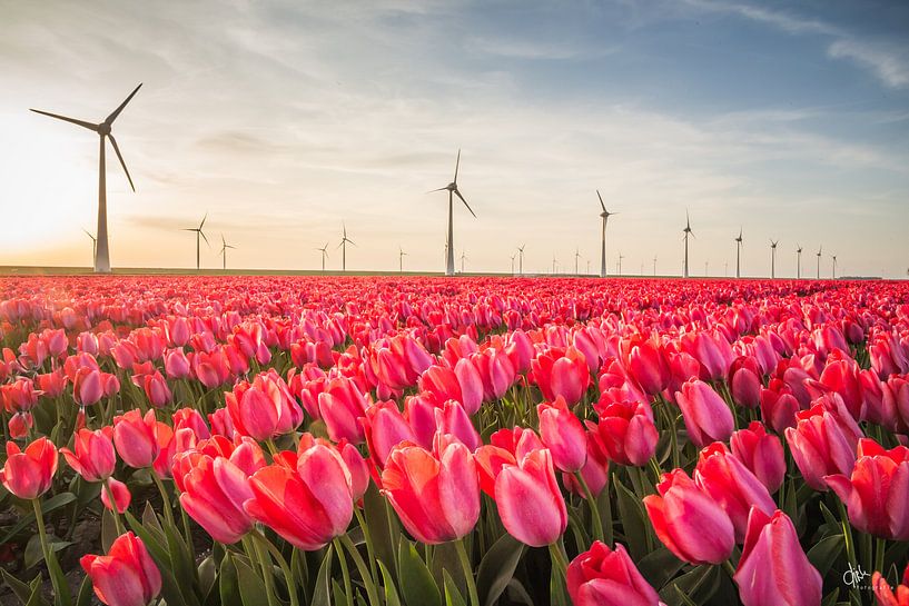 Tulpenveld in de Noordoostpolder von Dirk Foto