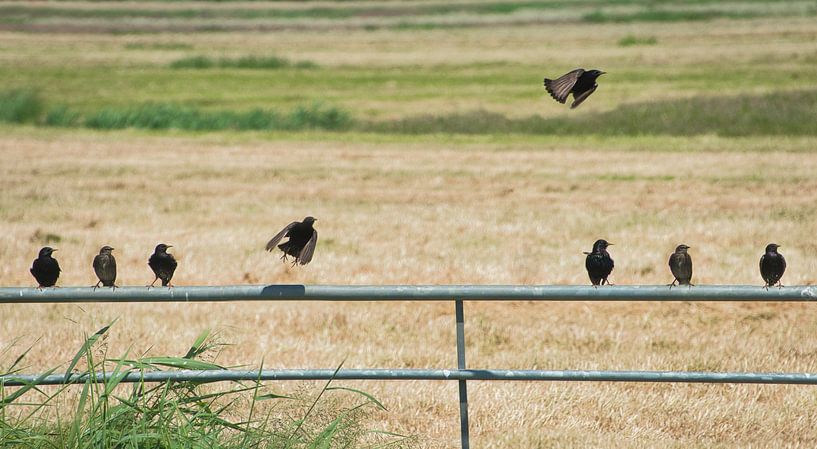 Hollands plaatje met spreeuwen  (bestel max 120) van Natuurpracht   Kees Doornenbal