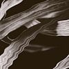 Sepia Chemistry van True Color Stories