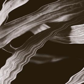 Sepia Chemistry van True Color Stories