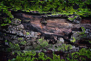 Baumstamm mit Moos | Natur Wanddekoration für Heim und Büro - Einzigartige Textur Fotokunst
