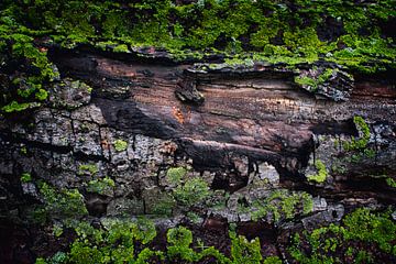 Boomstam met Mos | Natuur Wanddecoratie voor Thuis en Kantoor - Unieke Textuur Fotokunst van Elianne van Turennout