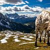 Pferd in Berglandschaft - Dolomiti di Sesto - Veneto - Italien von Felina Photography