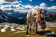 Paard in berglandschap - Dolomiti di Sesto - Veneto - Italië van Felina Photography thumbnail