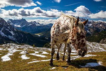 Paard in berglandschap - Dolomiti di Sesto - Veneto - Italië